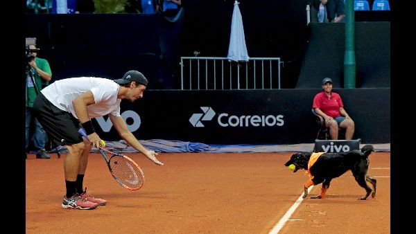 Outings Cheer Shelter Dogs