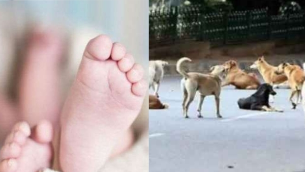 Hyderabad Toddler Mauled To Death By Stray Dogs Hyderabad Toddler Mauled To Death By Stray Dogs