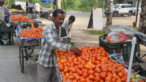 Tomato Price Takes A Major Dip Check The List From Where To Buy