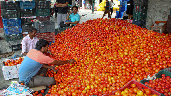 Tomatoes being sorted at a vegetable market in Kullu district Friday July 5 2024