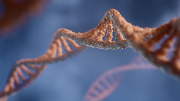 Study Shrinking Y Chromosomes Indicate A Sex Gene War Similar To Spiny Rats