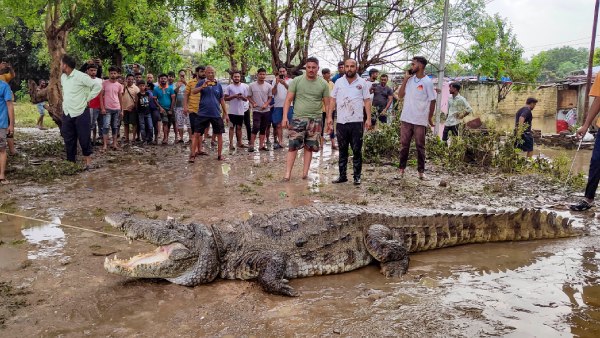 Vadodara Sees Influx Of Crocodiles