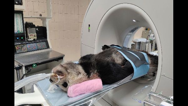 First Giant Panda Twins Born in Hong Kong