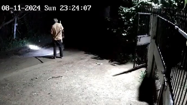 Viral Video Lions-Dogs Face Off At Gujarat Cowshed Captured On CCTV