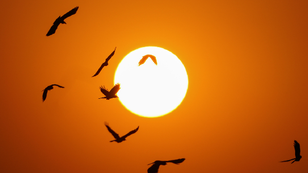 Central Line Disruption