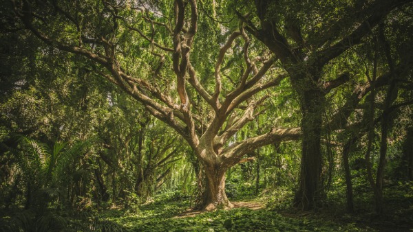 Learning From Wayanad Tragedy 449 SQKM Area In Gujarat Declared Environmentally Sensitive