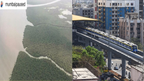 Mangrove Removal For Mumbai s New Railway Lines