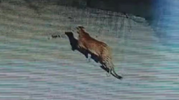 Leopard Spotted In Bengaluru s Jigani Area CCTV Captures Big Cat In Kyalasanahalli