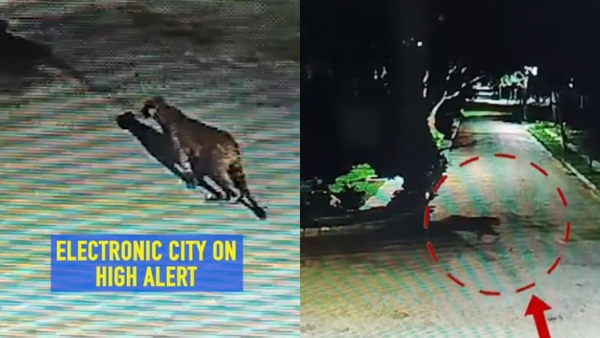 Leopard In Bengaluru Hunt For Big Cat Continues In Electronics City Public On Alert