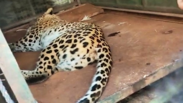 Leopard Caught in Bengaluru