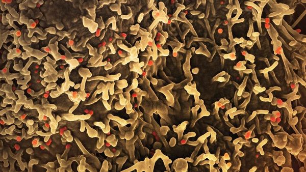 India Confirms First Mpox Clade 1 Case As WHO Declares Public Emergency Key Details Inside