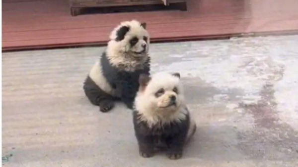 Chinese Zoo s Painted Panda Dogs