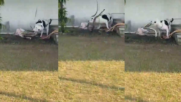 Pitbull Vs Cobra Pitbull Vs Cobra