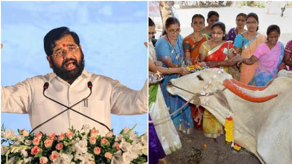 Maharashtra Declares Cow As Rajya Mata Maharashtra Declares Cow As Rajya Mata