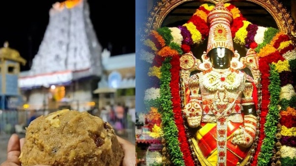 Beef Fat in Tirupati Laddoos Confirmed Lab Report From Gujarat Sparks Uproar