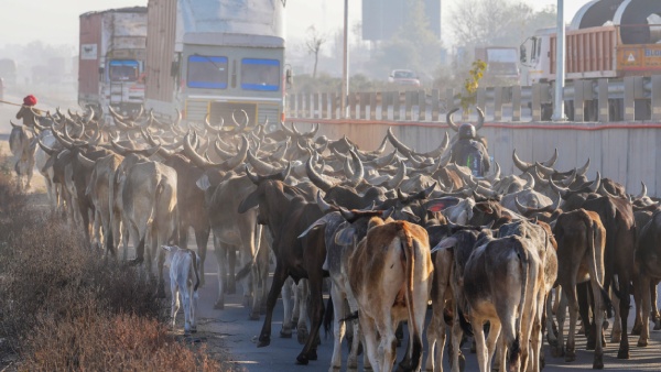 Rajasthan s New Label For Abandoned Cows