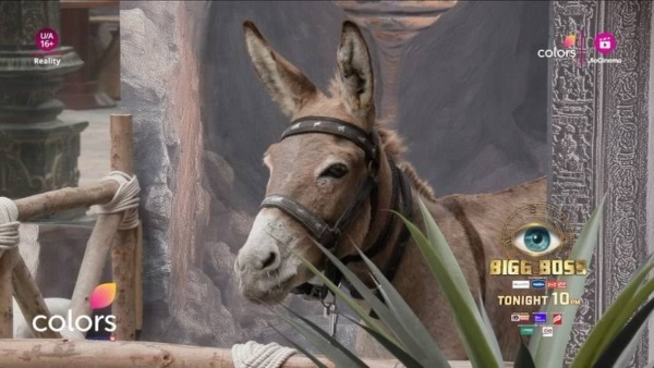 Bigg Boss 18 Faces Backlash Donkey Max Removed After PETA and PFA Intervention
