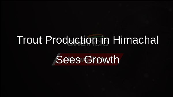 Trout Production in Himachal Sees Growth