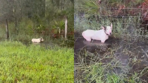 Hurricane Milton WATCH Viral Video Of Abandoned Dog Tied To Fence Sparks Outrage