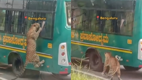 Bannerghatta National Park Safari Bannerghatta National Park Safari