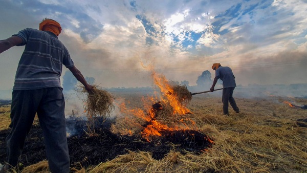 Haryana Sees Surge In Farm Fires