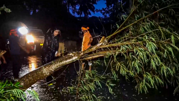An uprooted tree being removed as cyclone Dana approaches towards Odisha coast in Kendrapara Thursday Oct 24 2024