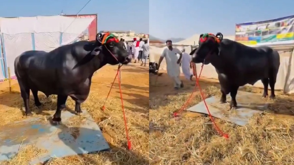 Anmol The 23 Crore Buffalo