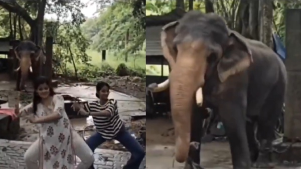 WATCH Viral Video Is The Dancing Elephant Shaking To The Beat Or Shaking In Stress