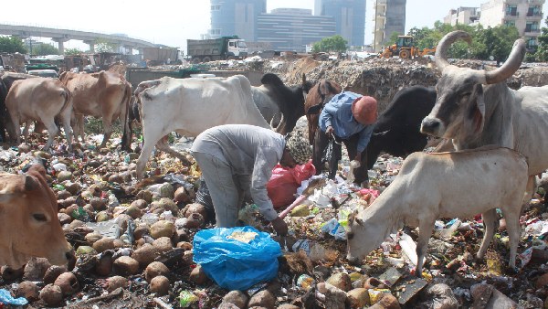 Kanjoor Marg Dumping Ground