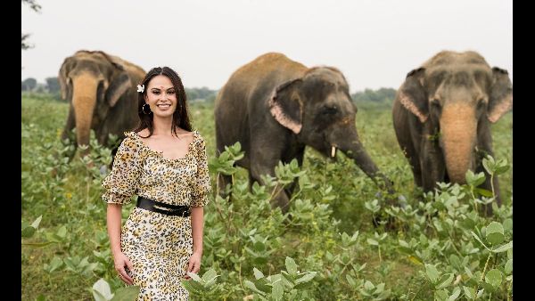 Long-Term Plan for Elephant Conservation in MP