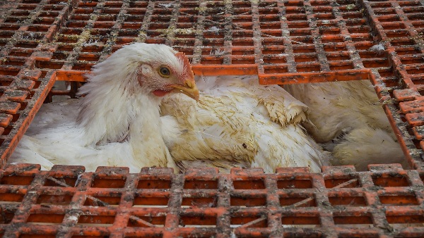 First Human Case Of H5 Bird Flu Reported In Canada In A Teenager Who Tested Presumptively Positive For Virus