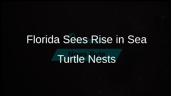 Florida Sees Rise in Sea Turtle Nests