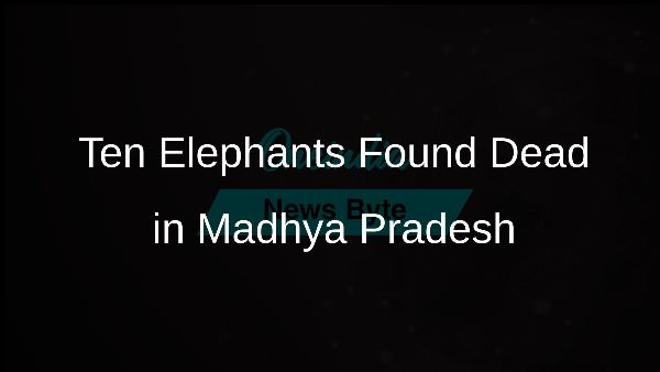 Ten Elephants Found Dead in Madhya Pradesh