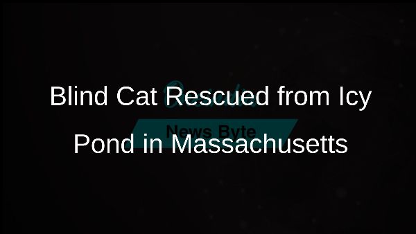 Blind Cat Rescued from Icy Pond in Massachusetts