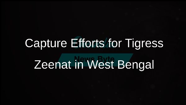 Capture Efforts for Tigress Zeenat in West Bengal