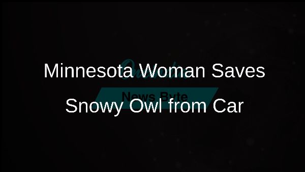 Minnesota Woman Saves Snowy Owl from Car