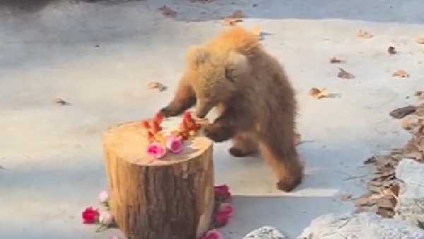 Junjun The Bear Cub The Playful Superstar Winning Hearts Online