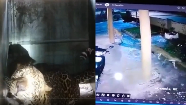 Leopard Captured Near Anekal Leopard Captured Near Anekal