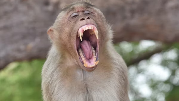 Bihar Tragedy Class 10 Student Dies After Monkeys Push Her Off Roof