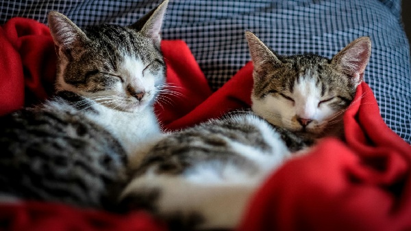 300 Cats In One Apartment 300 Cats In One Apartment