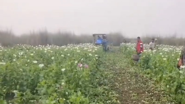 Assam Police Destroy Poppy
