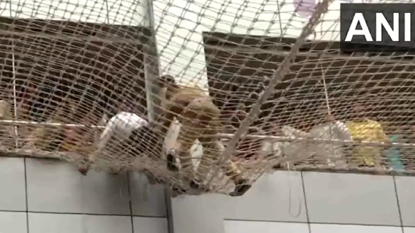 Suicide Attempt At Maharashtra Secretariat Mantralaya Foiled By Protective Net