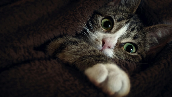 People Are Visiting This Chinese Temple People Are Visiting This Chinese Temple