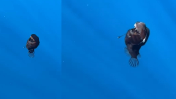 Ultra-Rare Deep-Sea Fish