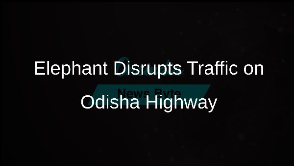 Elephant Disrupts Traffic on Odisha Highway