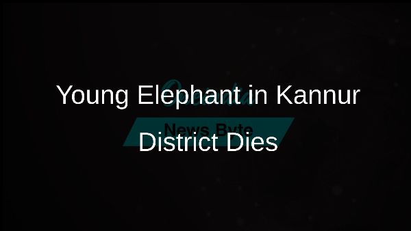 Young Elephant in Kannur District Dies