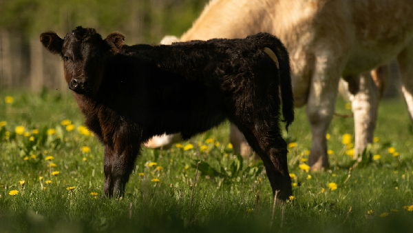 Lions Tried To Catch A Calf