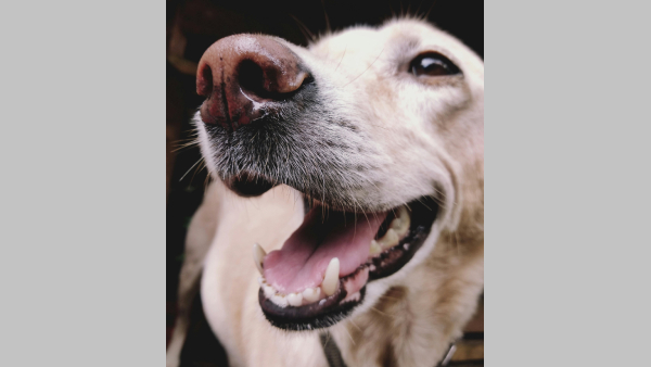 Dog s Bark Sends Leopard Running