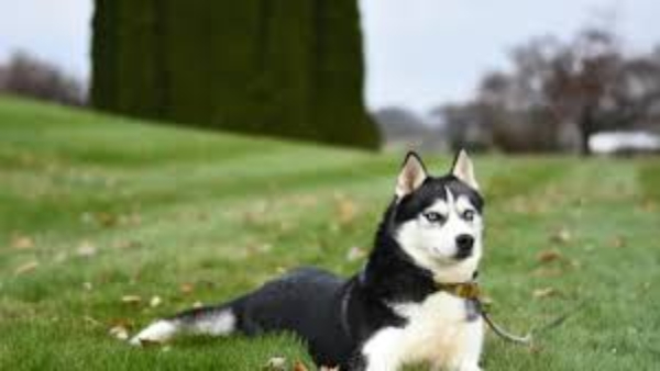 Pet Dog Husky Allegedly Eats Private Parts of Owner 37-Year-Old Found Dead in Hyderabad Apartment