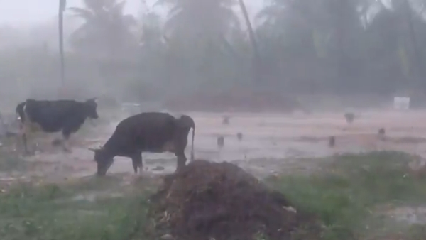 Tamil Nadu Weather Nilgiris On Orange 12 Districts On Yellow Alert Today